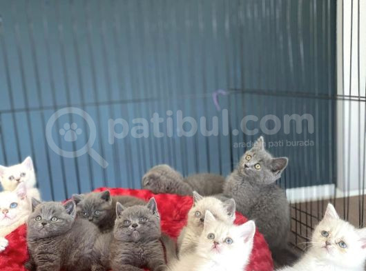 Renk Renk Orji̇nal British Shorthair Yavrulari Mağazmzda Görn görsel