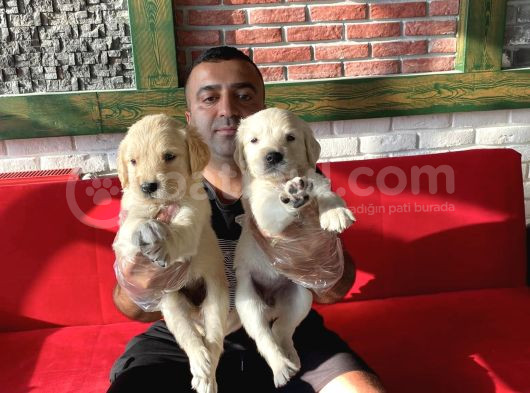 Baby Face Golden Retriewer Yavrulari Mağazamizda Canli Görün görsel