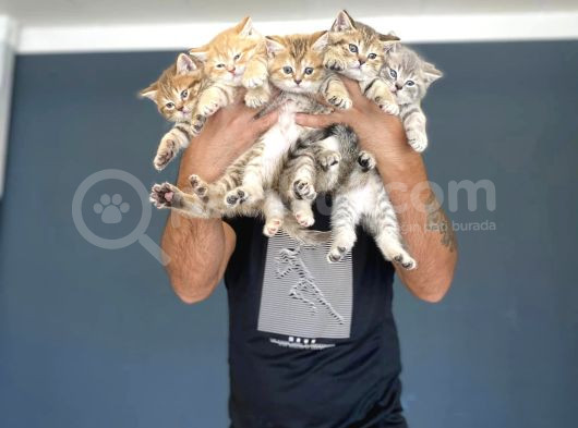 Renk Renk Orji̇nal British Shorthair Yavrulari Mağazmzda Görn görsel