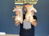 Renk Renk Orji̇nal British Shorthair Yavrulari Mağazmzda Görn