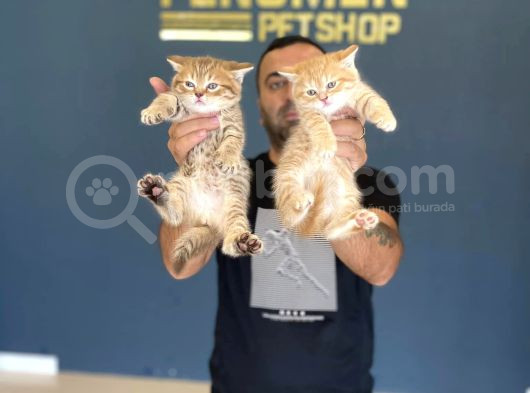 Renk Renk Orji̇nal British Shorthair Yavrulari Mağazmzda Görn görsel