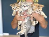 Renk Renk Orji̇nal British Shorthair Yavrulari Mağazmzda Görn