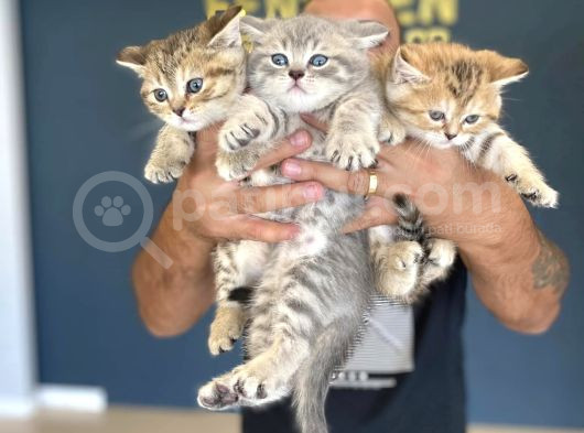 Renk Renk Orji̇nal British Shorthair Yavrulari Mağazmzda Görn görsel