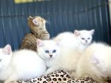 Renk Renk Orji̇nal British Shorthair Yavrulari Mağazmzda Görn