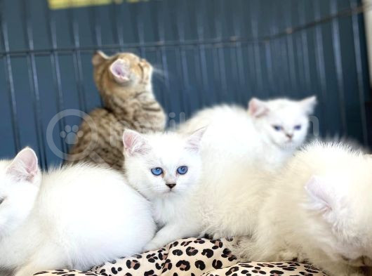 Renk Renk Orji̇nal British Shorthair Yavrulari Mağazmzda Görn görsel