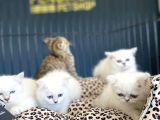 Renk Renk Orji̇nal British Shorthair Yavrulari Mağazmzda Görn