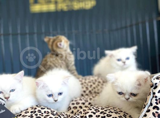 Renk Renk Orji̇nal British Shorthair Yavrulari Mağazmzda Görn görsel