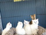 Renk Renk Orji̇nal British Shorthair Yavrulari Mağazmzda Görn