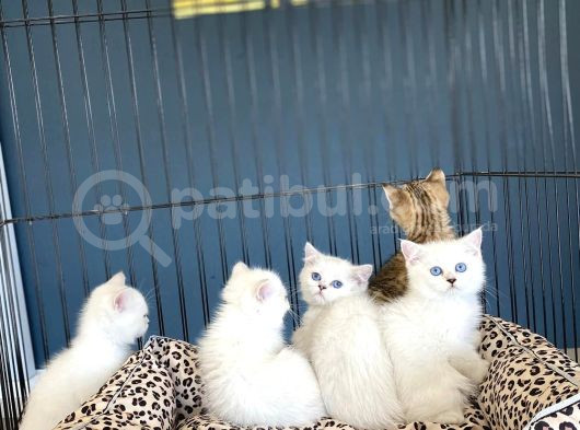 Renk Renk Orji̇nal British Shorthair Yavrulari Mağazmzda Görn görsel