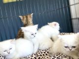 Renk Renk Orji̇nal British Shorthair Yavrulari Mağazmzda Görn