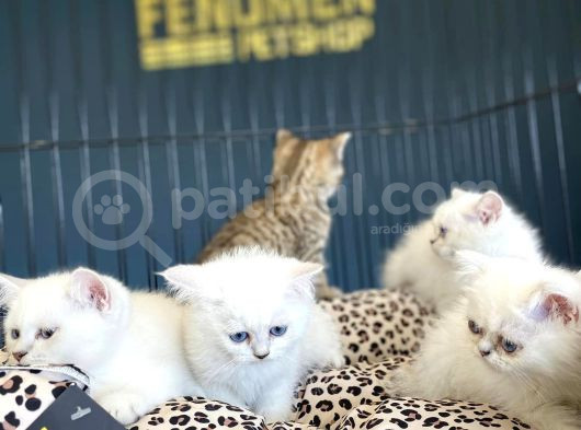 Renk Renk Orji̇nal British Shorthair Yavrulari Mağazmzda Görn