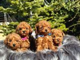 Tooy Poodle Cinsi Yavrular Dişi Erkek Mevcuttur 