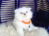 Scottish Fold Longhair Silver Point