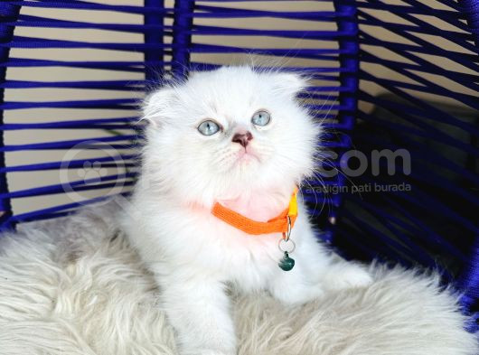 Scottish Fold Longhair Silver Point görsel