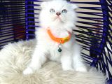 Scottish Fold Longhair Silver Point