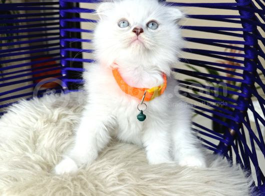 Scottish Fold Longhair Silver Point görsel