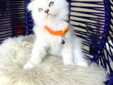 Scottish Fold Longhair Silver Point