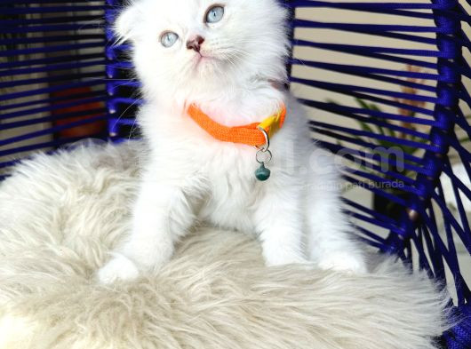 Scottish Fold Longhair Silver Point görsel