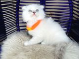 Scottish Fold Longhair Silver Point
