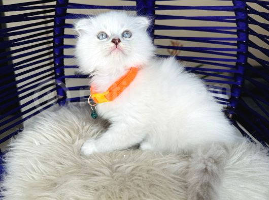 Scottish Fold Longhair Silver Point görsel