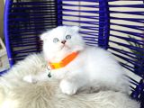 Scottish Fold Longhair Silver Point