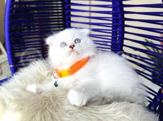 Scottish Fold Longhair Silver Point