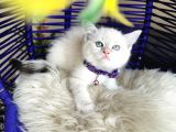 British Shorthair Silver Point Dişi Erkek Yavrular