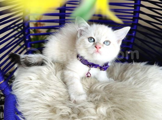British Shorthair Silver Point Dişi Erkek Yavrular görsel