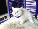 British Shorthair Silver Point Dişi Erkek Yavrular