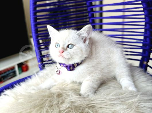 British Shorthair Silver Point Dişi Erkek Yavrular görsel