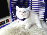 British Shorthair Silver Point Dişi Erkek Yavrular