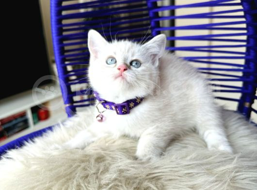 British Shorthair Silver Point Dişi Erkek Yavrular