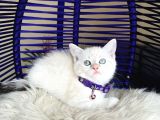 British Shorthair Silver Point Dişi Erkek Yavrular