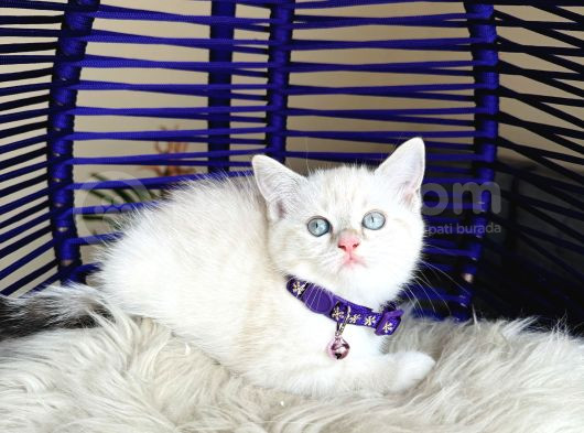 British Shorthair Silver Point Dişi Erkek Yavrular görsel