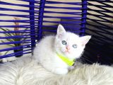 British Shorthair Silver Point Dişi Erkek Yavrular