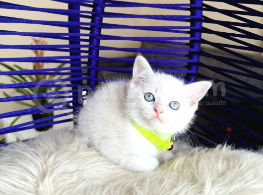 British Shorthair Silver Point Dişi Erkek Yavrular görsel
