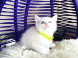 British Shorthair Silver Point Dişi Erkek Yavrular