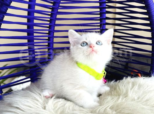 British Shorthair Silver Point Dişi Erkek Yavrular görsel