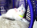 British Shorthair Silver Point Dişi Erkek Yavrular