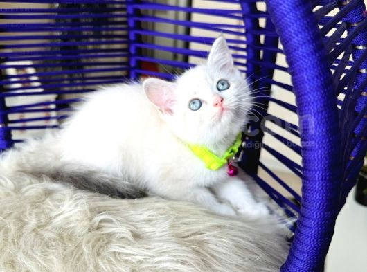 British Shorthair Silver Point Dişi Erkek Yavrular görsel