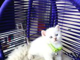 British Shorthair Bluepoint Yavrular