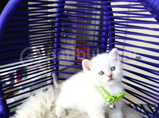 British Shorthair Bluepoint Yavrular görsel