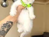 British Shorthair Bluepoint Yavrular