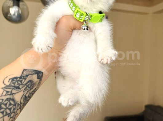 British Shorthair Bluepoint Yavrular görsel