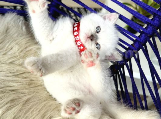 British Shorthair Bluepoint Yavrular görsel