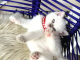 British Shorthair Bluepoint Yavrular