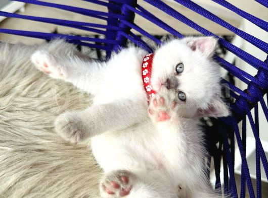 British Shorthair Bluepoint Yavrular görsel