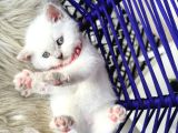 British Shorthair Bluepoint Yavrular