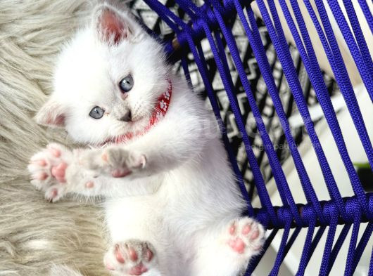 British Shorthair Bluepoint Yavrular