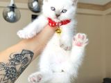 British Shorthair Bluepoint Yavrular